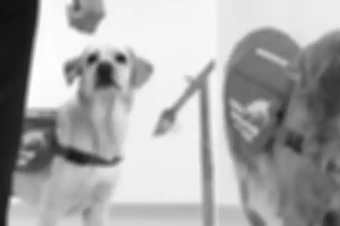 Anjing-anjing yang dilatih oleh Medical Detection Dogs