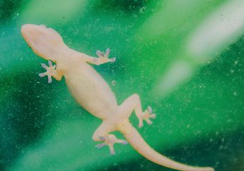 7 Arti Mimpi Membunuh Cicak yang Perlu Diwaspadai, Ada Emosi Negatif yang Terpendam, Berhati-hatilah