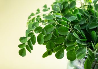 Ajaib! Cuma Mengkonsumsi Daun Kelor Setiap Hari, Kita Semua Akan Terhindar dari Beragam Penyakit Kronis, Apa Saja?