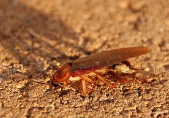 Tak Perlu Cairan Kimia untuk Usir Kecoa, 3 Bumbu Dapur Ini Ampuh Lenyapkan Kecoa dari Dalam Rumah