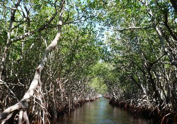 Dampak Kerusakan Hutan Bakau Bagi Lingkungan, Kunci Jawaban Materi Kelas 4 SD Tema 4