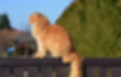 Kucing Kabur dari Rumah? Ternyata Ini 5 Kemungkinan Penyebabnya!