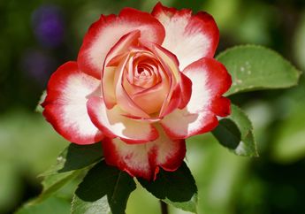 Kunci Jawaban Materi Kelas 4 SD Tema 3, Apa Saja Fungsi Bunga Bagi Tumbuhan Beserta Bagian-bagiannya?