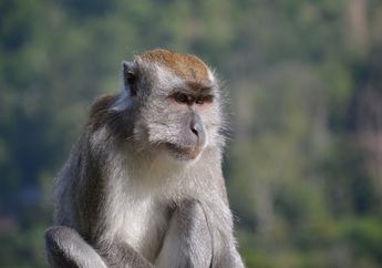 Seakan Tak Terima Pandemi Merajalela, Ratusan Monyet dari Dua Geng Berbeda Turun ke Jalan Hingga Lakukan Gerakan Menghebohkan