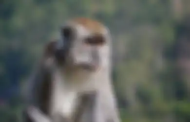 Seakan Tak Terima Pandemi Merajalela, Ratusan Monyet dari Dua Geng Berbeda Turun ke Jalan Hingga Lakukan Gerakan Menghebohkan