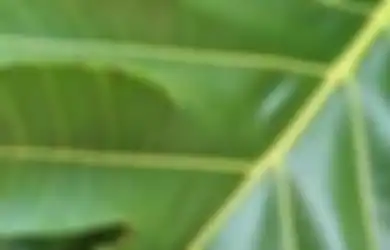 Aneka Tips Kesehatan, Gak Pakai Mahal, Asam Urat Bisa Langsung Turun Cuma Modal Daun Sukun