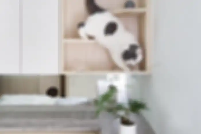 Kucing di dalam rumah.