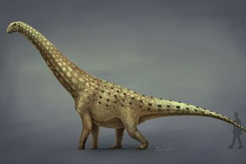 Apa yang Didapat Paleontolog Setelah Menggali Isi Perut Dinosaurus Sauropoda Ini?