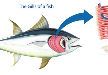 Kunci Jawaban Materi Kelas 3 SD Tema 1, Bagaimana Cara Kerja Organ Pernapasan Insang Pada Ikan?