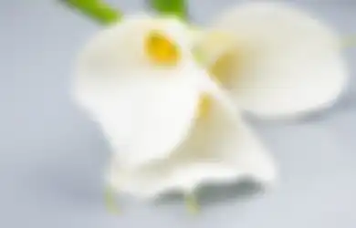 Bunga Favorit Bisa Ungkap Kepribadian dan Karakter. Bunga Lily Sosok Pekerja Keras!