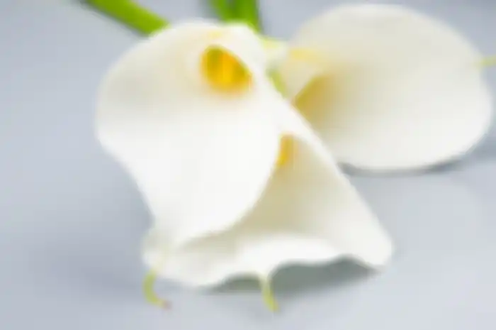 Bunga Lily
