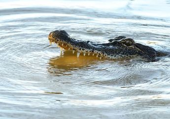 Jangan Panik Dulu, Arti Mimpi Melihat Buaya Dalam Air Ternyata Tidak Menyeramkan, Cari Tahu Maknanya di Sini