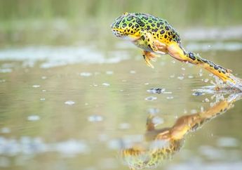 Arti Mimpi Kodok Melompat ke Arahmu Ternyata Punya Makna Positif yang Ada Kaitannya dengan Caramu Mengabaikan Masalah