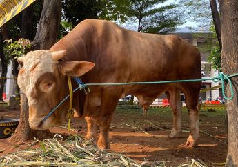 Sapi Kurban Jokowi hingga Gibran Rakabuming Sudah Disembelih di Masjid Istiqlal