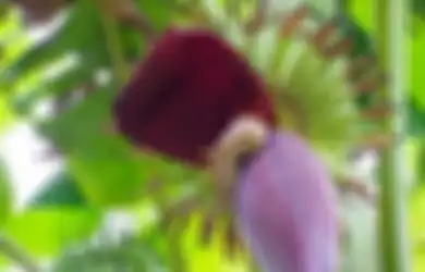 Mau Turunkan Berat Badan Coba Saja Konsumsi Jantung Pisang dan Rasakan Manfaat Jantung Pisang Kepok, Termasuk Atasi Sindrom Pramenstruasi