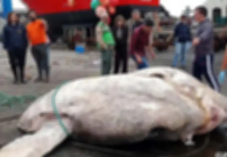 Bobotnya Hampir 3 Ton, Ikan Mola Raksasa Seberat Badak Ditemukan