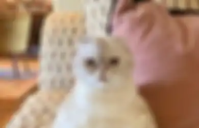 Jangan Sampai Salah, Begini 6 Cara Merawat Kucing yang Lagi Pilek!