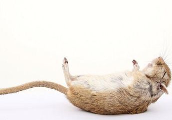 Arti Mimpi Memegang Bangkai Tikus Perlu Diwaspadai, Ternyata Isyaratkan Hal Mengkhawatirkan Ini!
