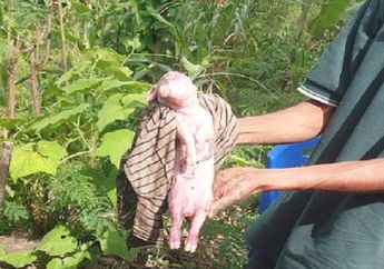 Heboh Anak Babi Bermata Satu Lahir di NTT, Bukan Pertanda Dajjal, Ini Penjelasan Ilmiahnya
