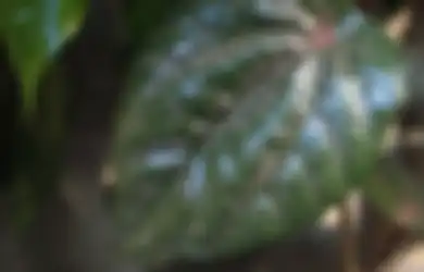 Langkah Cara Menanam Sirih Merah di Rumah, Terkenal Sebagai Obat Kanker hingga Halau Penyakit Jantung