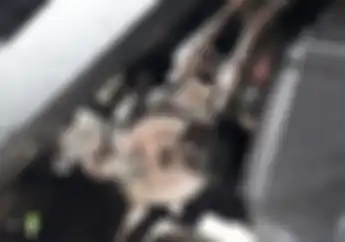 Cara Gampang Bikin Enteng Putaran Gas Motor Berkabel Dua, Kerjain Sendiri Juga Bisa