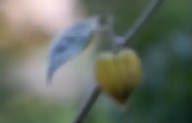 Pantas Saja Dijual dengan Harga Selangit di Luar Negeri, Ternyata Ini Manfaat Baik dari Buah yang Biasa Tumbuh Liar di Sekitar Kebun