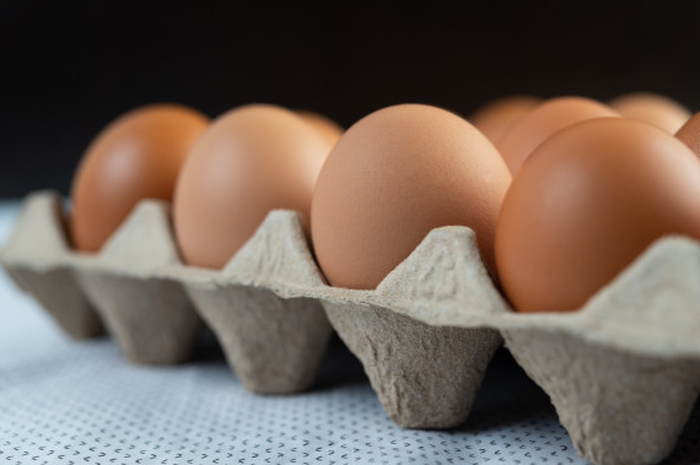 ilustrasi telur ayam