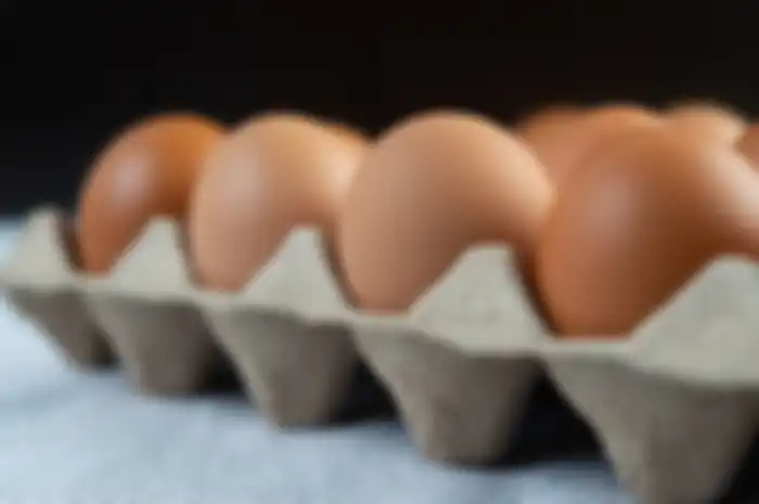 ilustrasi telur ayam