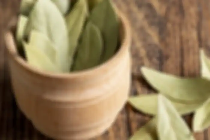 Daun Salam