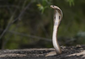 Asyik Siapkan Menu Buka Puasa, Ibu di Jagakarsa Ini Langsung Jantungan Lihat Ular Kobra Jatuh dari Plafon ke Wajan Penggorengan, Ngeri!