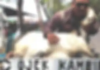 Bikin Melongo Nih.., Kambing Ternyata Bisa Dianter Ojek Online