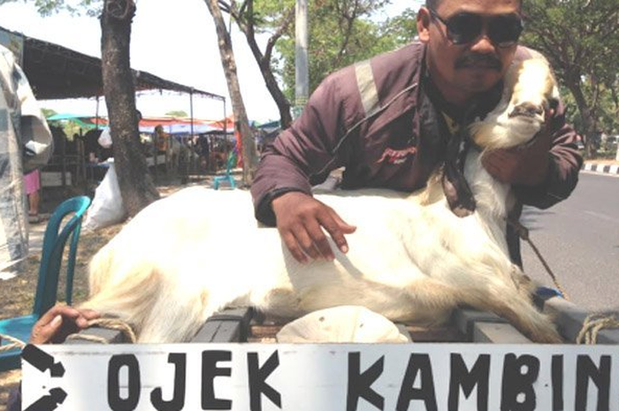 Ojek kambing menjadi andalan di Surabaya