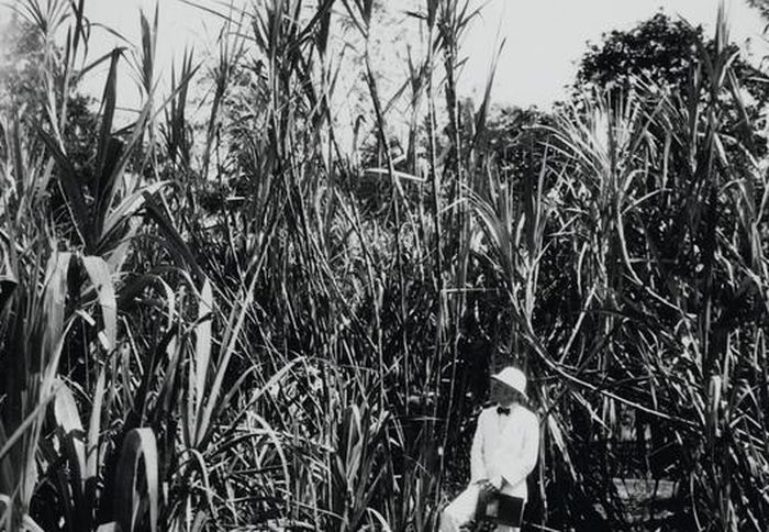 Seorang peneliti, dr. Posthumus berpose bersama tebu berumur satu tahun di ladang uji Kebun Percobaan Industri Gula Jawa di Pasuruan, 1927.