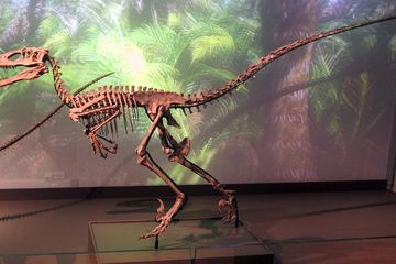 Bagaimana Dinosaurus Deinonychus Berburu dengan Cakar yang Mengerikan?