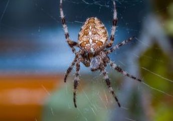 Dijamin Gak Bakal Balik Lagi! Begini Cara Membasmi Laba-Laba di Dalam Rumah, Cukup Gunakan Bahan-Bahan Alami Ini