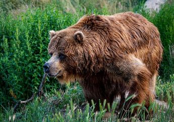 Arti Mimpi tentang Beruang, Bisa Jadi Pertanda Anda Sedang Digosipkan, Kok Bisa Sih?