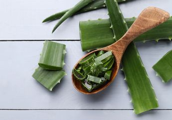 Awas! Lidah Buaya Tidak Boleh Dimakan karena Dapat Memicu Kanker