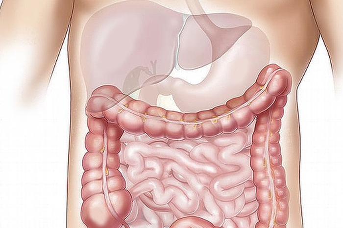 Ilustrasi Usus