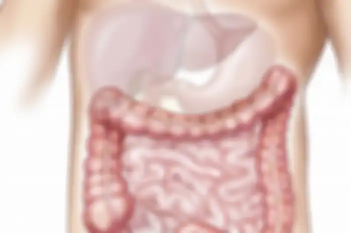 Ilustrasi Usus