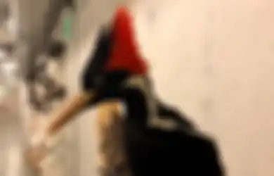 Lama Terancam, Apakah Burung Woody Woodpecker Benar-benar Punah?