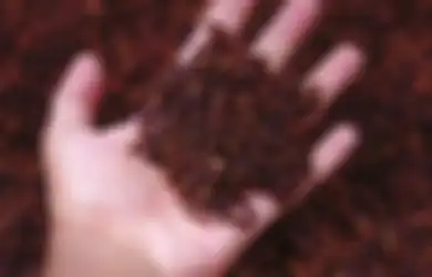 Ngapain Pakai Cat Rambut, Cara Mengatasi Uban di Rambut Ternyata Bisa dengan Cengkeh yang Diolah Jadi Seperti Ini