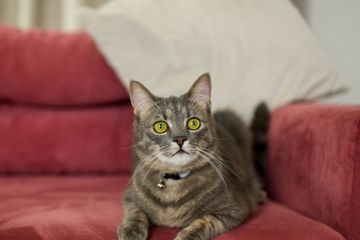 4 Cara Menghilangkan Bulu Hewan Peliharaan di Sofa, Ternyata Mudah