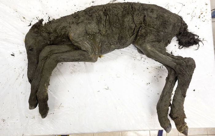 Membeku selama puluhan ribu tahun di Siberia, mumi kuda ini merupakan tubuh kuda purba yang paling terawetkan dengan baik.