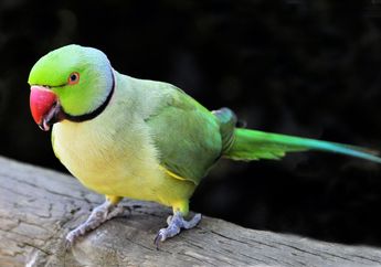 Arti Mimpi Burung Beo Ternyata Berhubungan Erat dengan Munculnya Gosip dan Masalah dalam Hidup Seseorang, Apa Maksudnya?