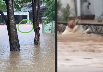 Demi Selamatkan Nyawa Seekor Anjing, Petugas Damkar Ini Rela Terjang Arus Deras Banjir Hingga Copot Seragamnya