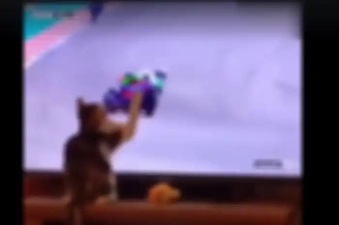 Seekor kucing nonton televisi jadi biang jatuhnya pembalap Moto2 saat MotoGP Amerika Serikat 2019
