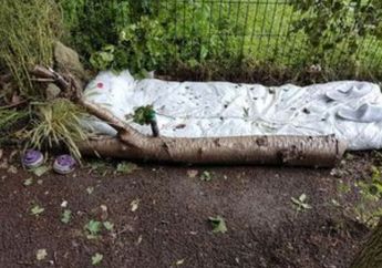 Antar Anaknya ke Sekolah, Seorang Ibu Dibuat Terkejut dengan Keberadaan Hutan Tempat Praktik Prostitusi yang Terletak di Samping SD