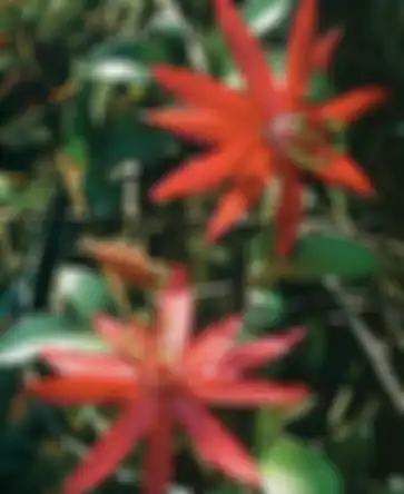 Passiflora coccinea
