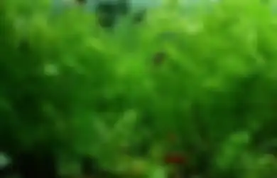 2 Tahun Tak Dibersihkan, Pria Ini Syok Berat Usai Tahu Hewan Mengerikan Ini Ada di Dalam Akuariumnya, Faktanya Bikin Merinding