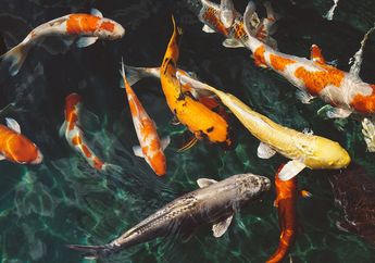 Kunci Jawaban Soal Kelas 3 SD Tema 1, Jenis-jenis Ikan Beserta Contoh dan Ciri-cirinya, Mulai dari Ikan Cupang Hingga Salmon